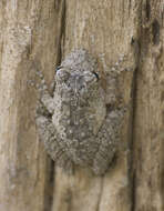 Image of Mato Grosso Snouted Treefrog