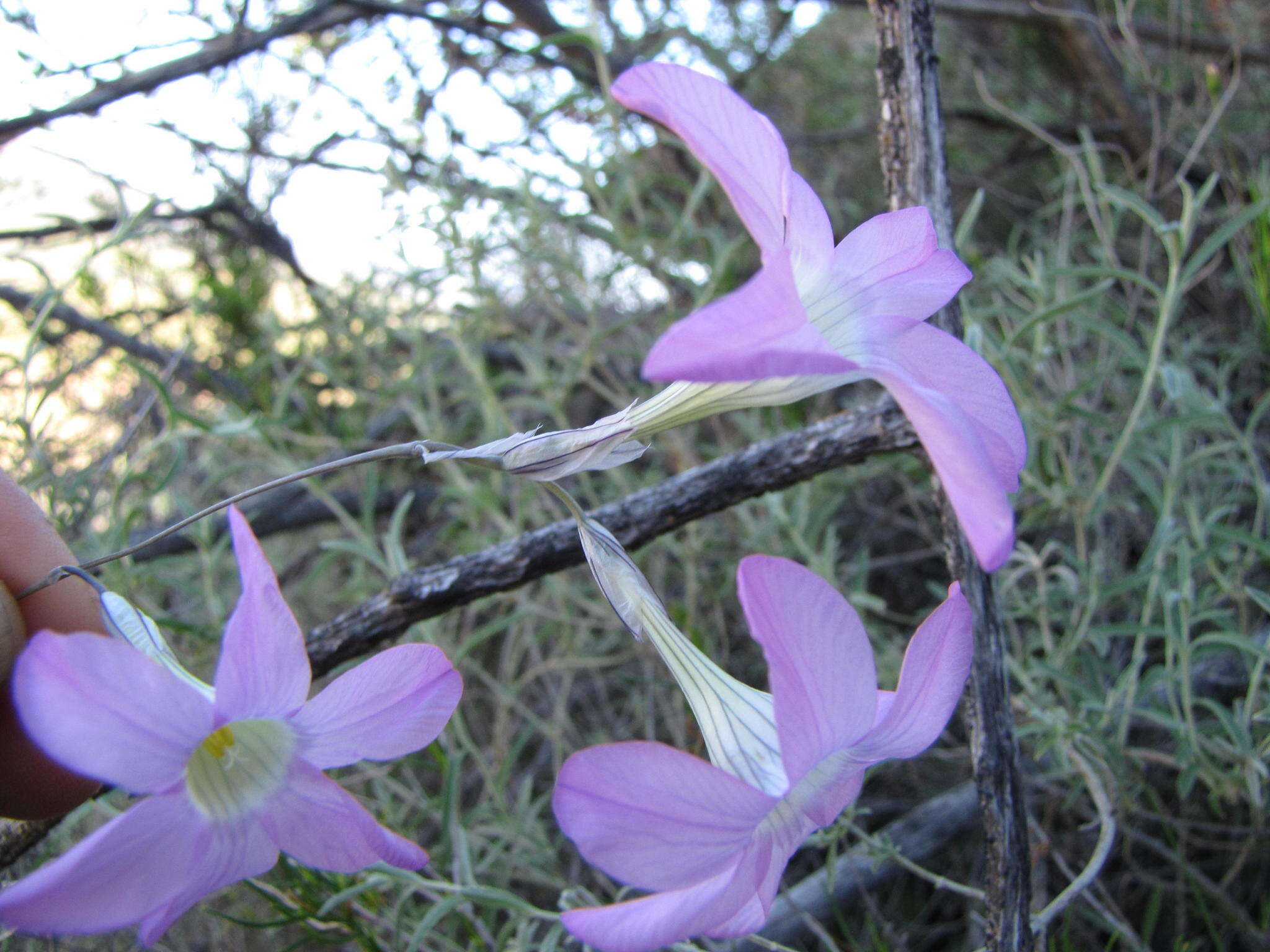 Image of Ixia oxalidiflora Goldblatt & J. C. Manning