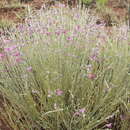 Image of Tephrosia viguieri Du Puy & Labat