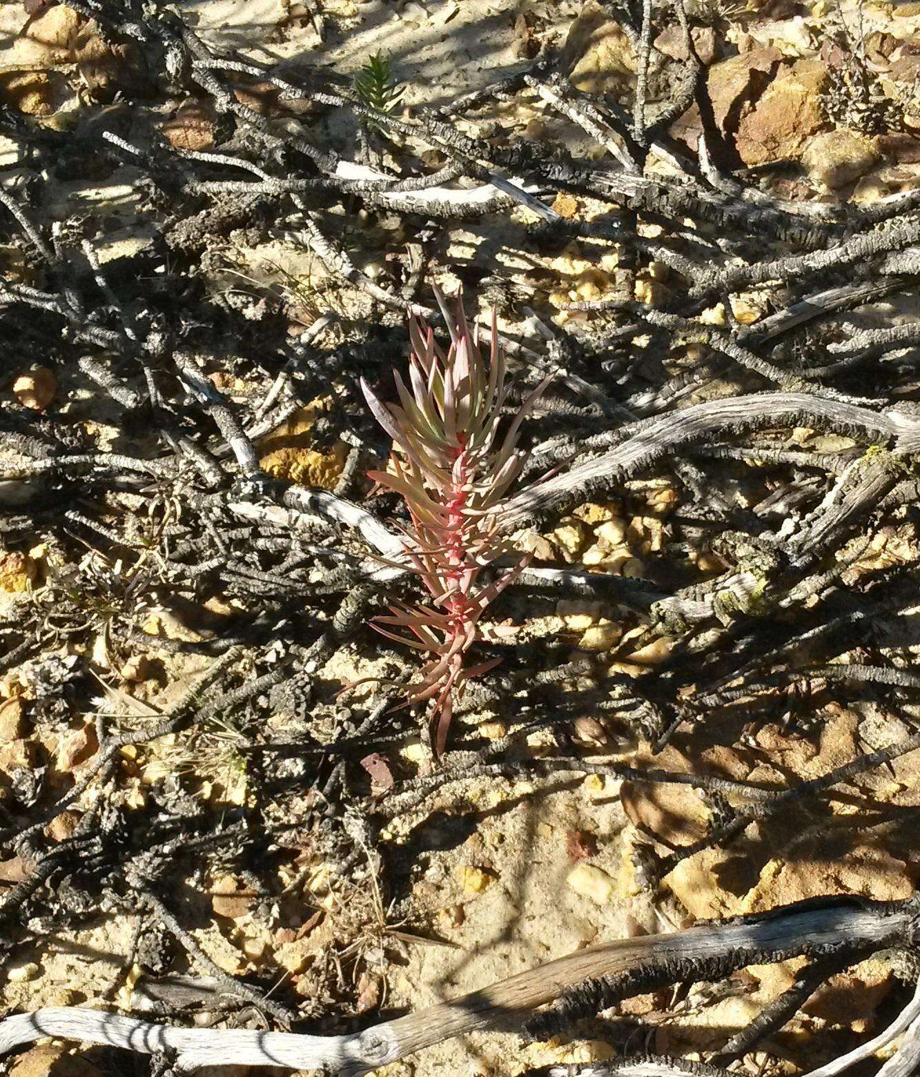 Image de Protea mucronifolia Salisb.