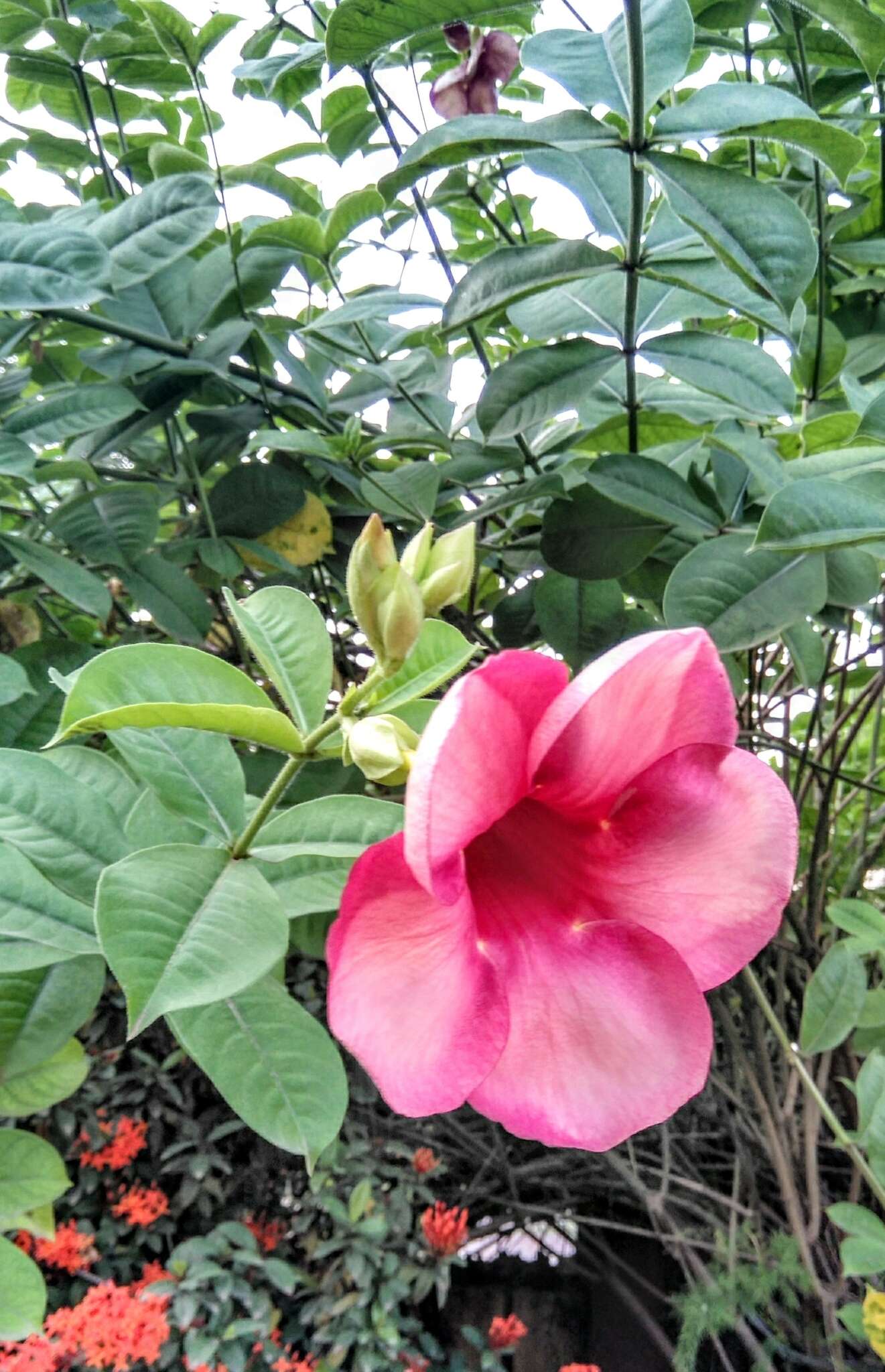 Image of purple allamanda