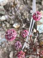 Image of Pinnacles buckwheat