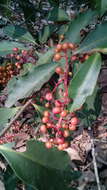 Plancia ëd Ardisia compressa Kunth