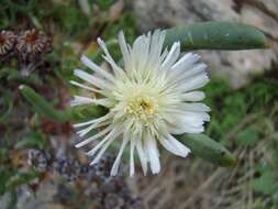 Image of Stayneria neilii (L. Bol.) L. Bol.