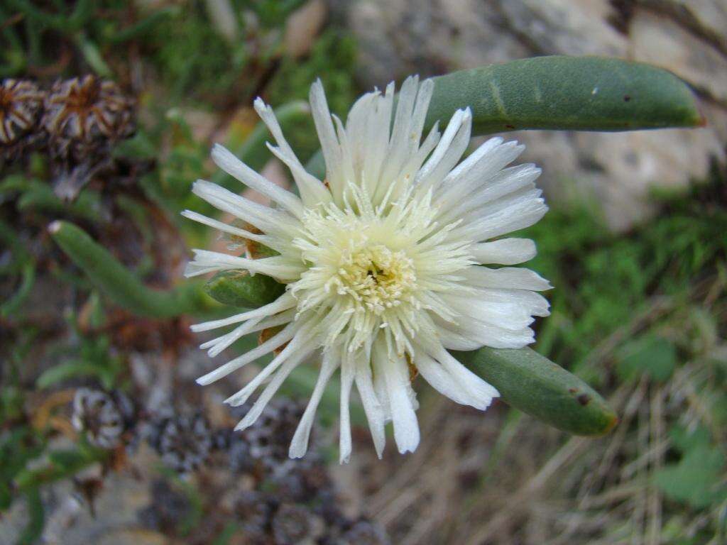 Image of Stayneria neilii (L. Bol.) L. Bol.
