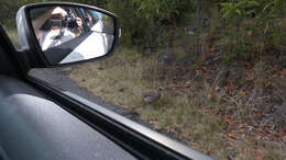 Image of Erckel's Francolin