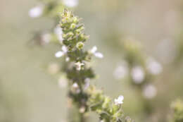 Image of Sonoma Hedge-Nettle