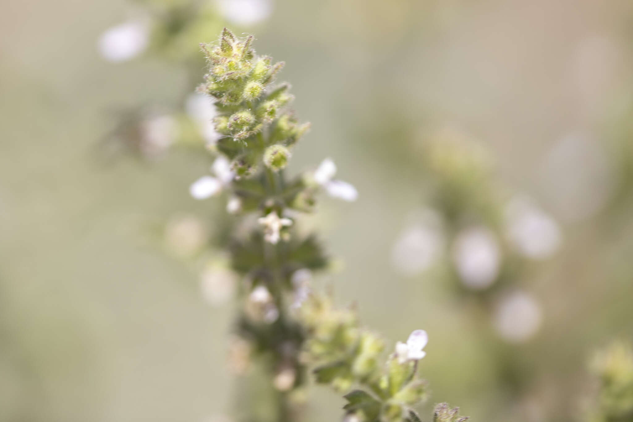 Image of Sonoma Hedge-Nettle