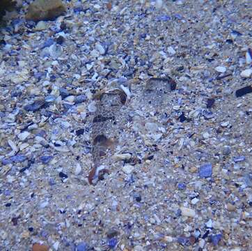 Image of Smooth Toadfish