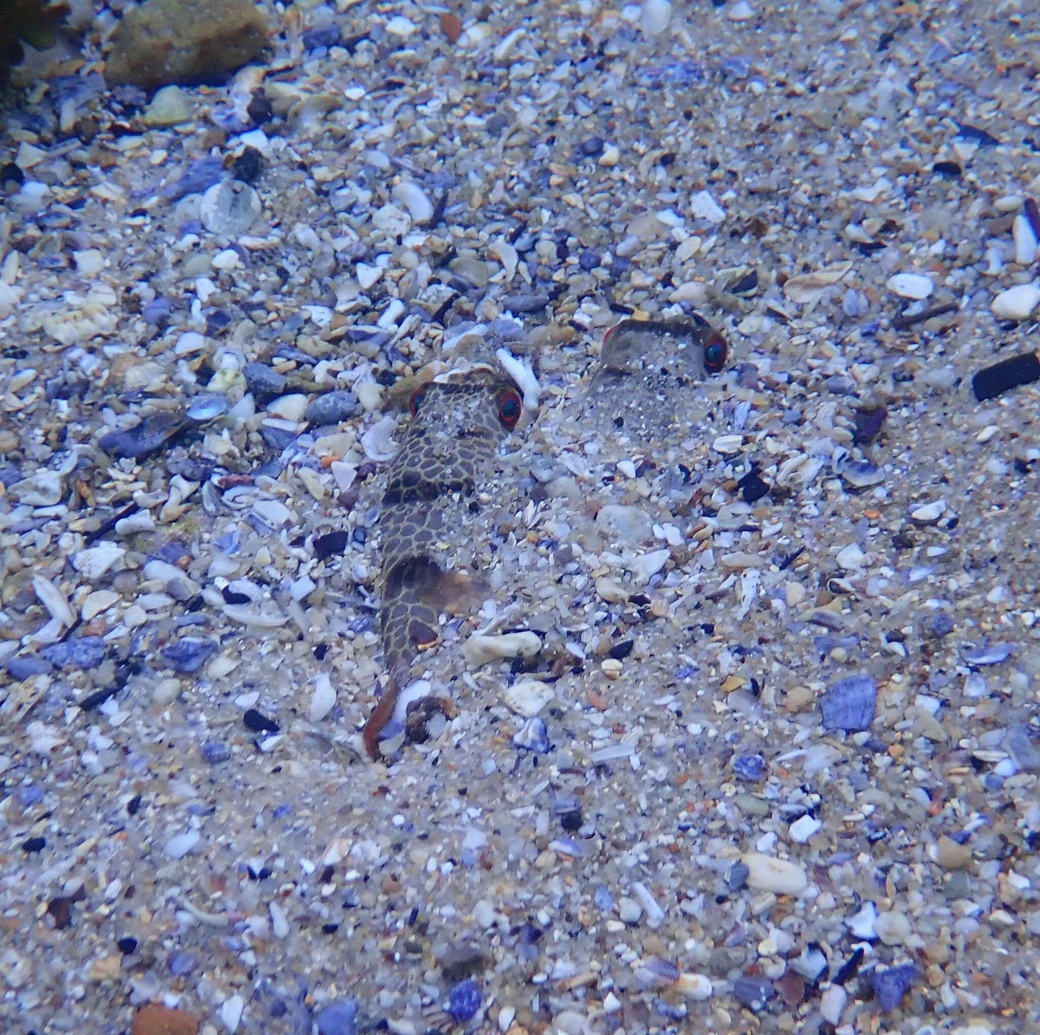 Image of Smooth Toadfish