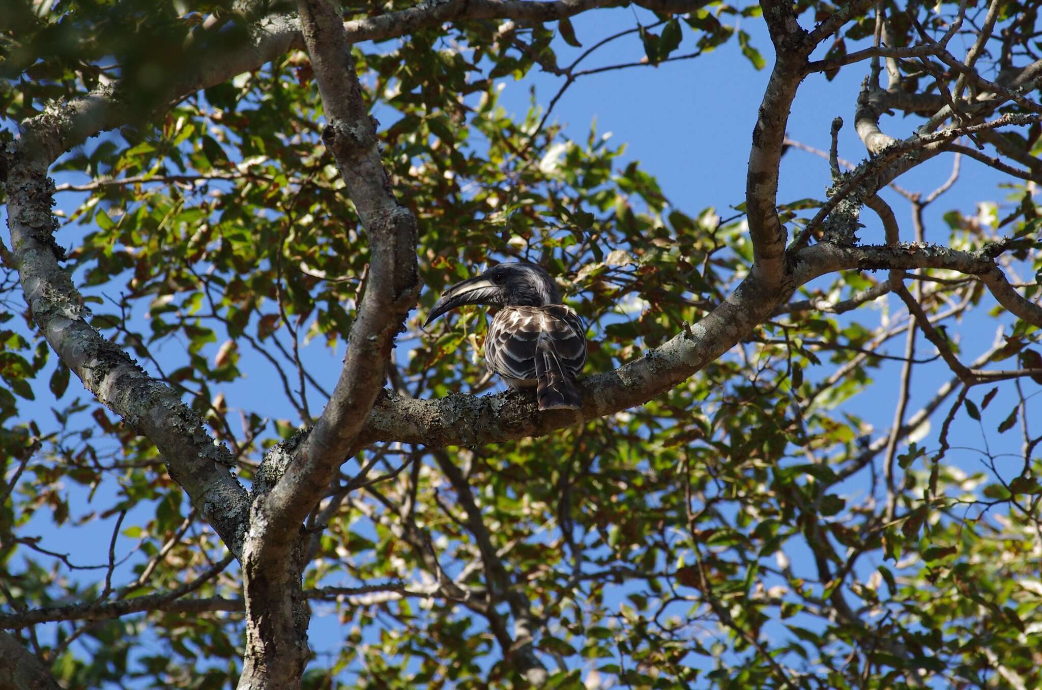 Image of African Grey Hornbill