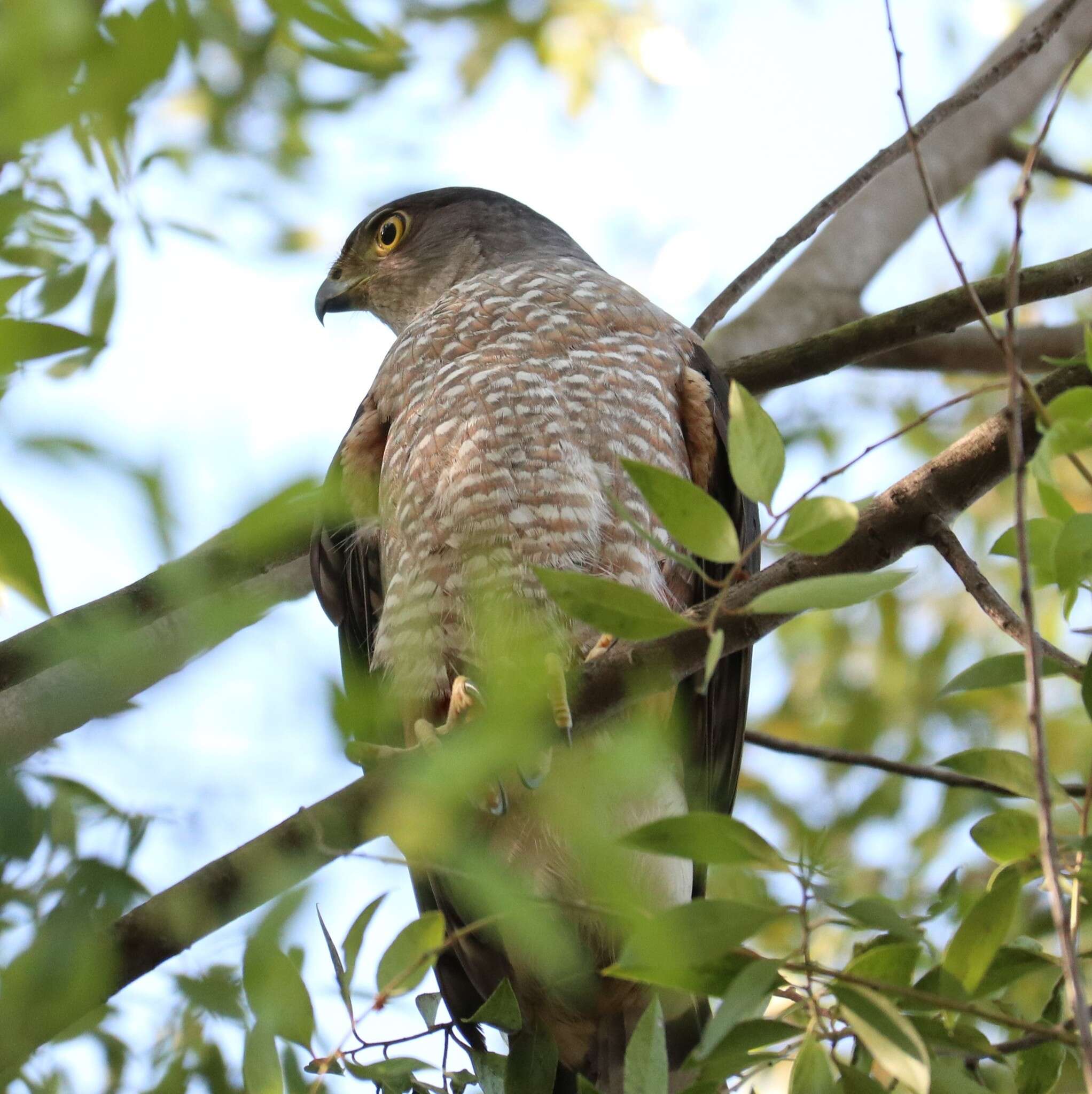 Imagem de Accipiter chilensis Philippi & Landbeck 1864