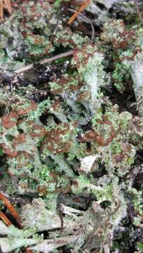 Image of cup lichen