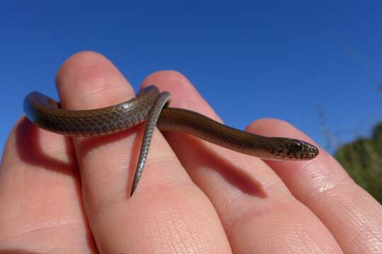 Image of Olive Marsh Snake