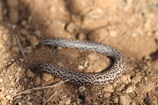 Image of shorthead worm lizards