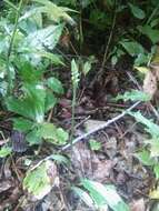 Image of October lady's tresses