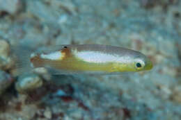 Image of Darkstripe tuskfish