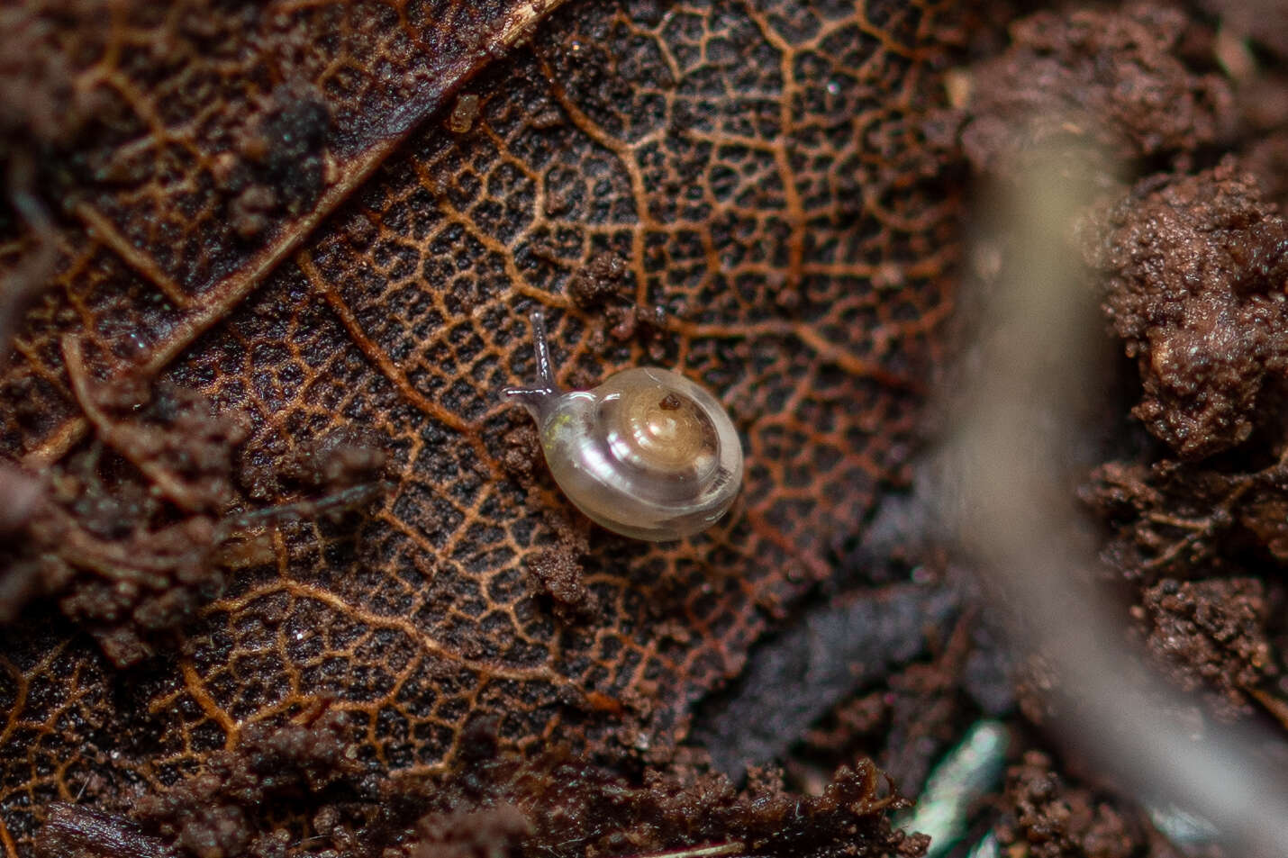 Image of milky crystal snail