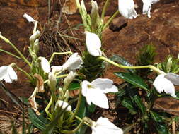 Image of Crossandra nobilis Benoist