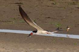 Image of Rynchops niger niger Linnaeus 1758