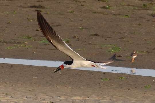 Image de Rynchops niger niger Linnaeus 1758