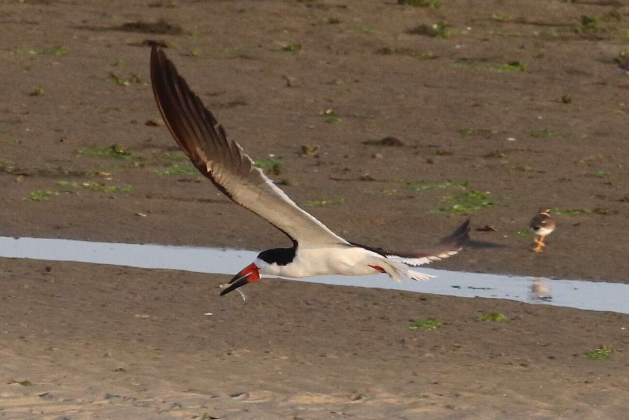 Image de Rynchops niger niger Linnaeus 1758