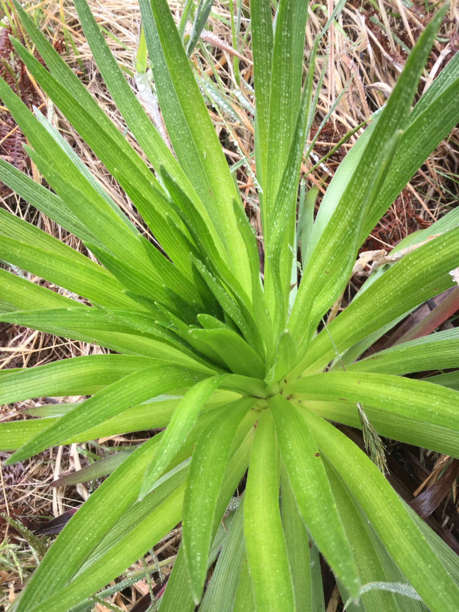 Слика од Argyroxiphium grayanum (Hillebr.) Deg.