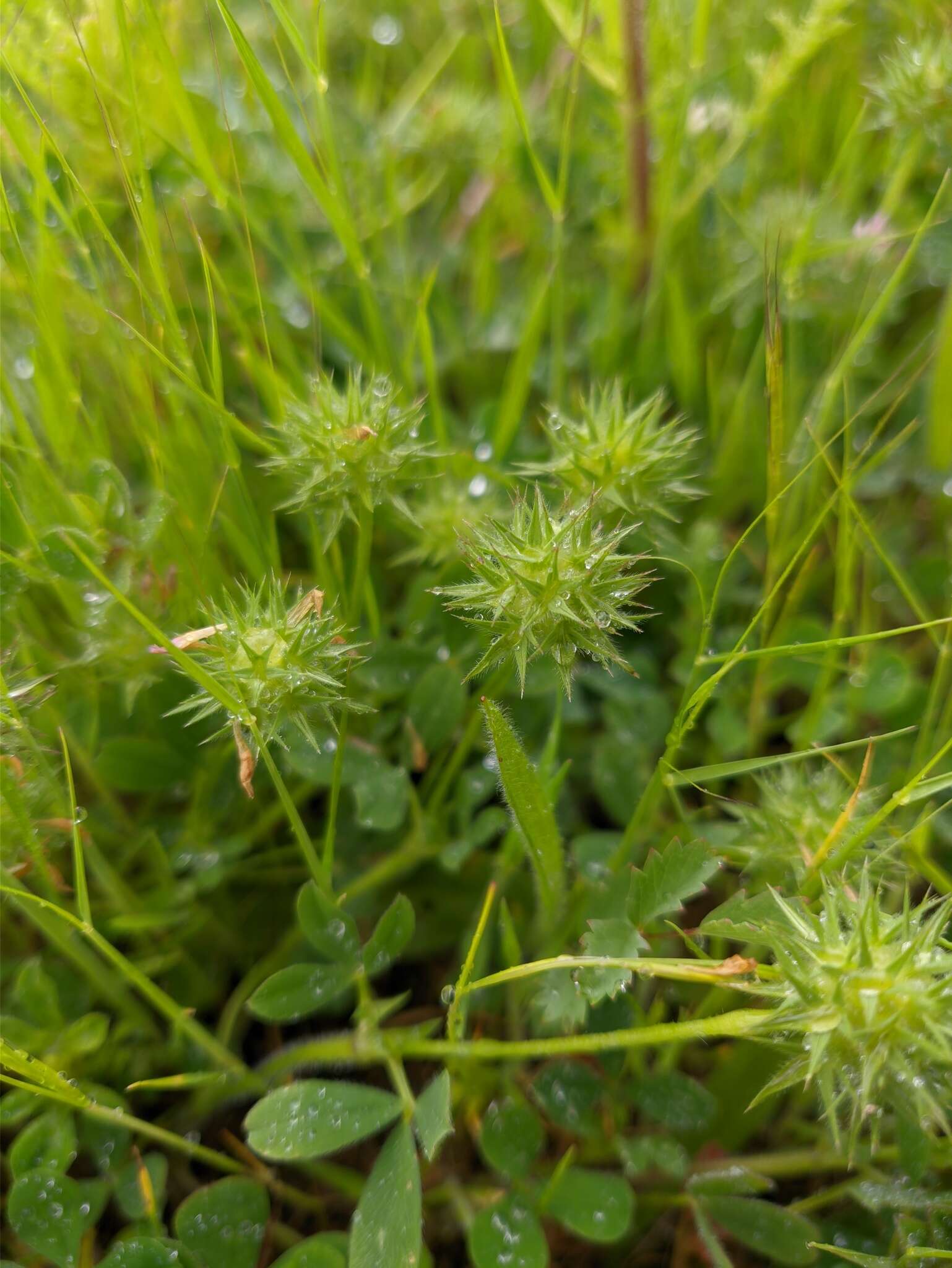 Plancia ëd Trifolium leucanthum M. Bieb.