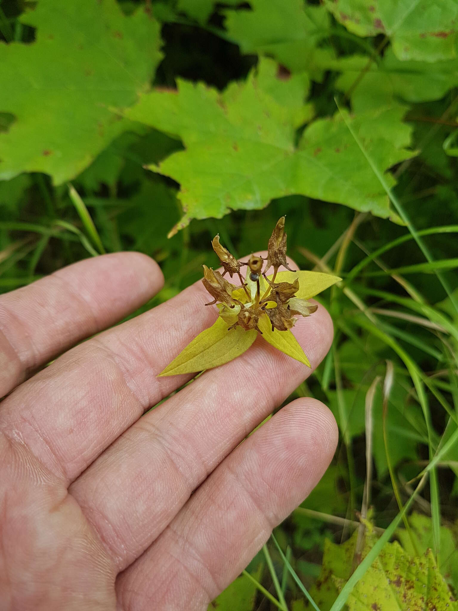 Image de Halenia deflexa (Sm.) Griseb.