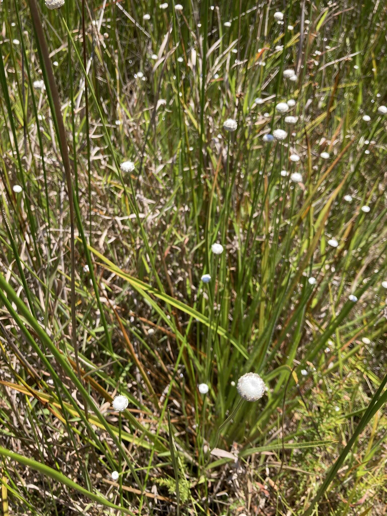 Image de Eriocaulon australe R. Br.