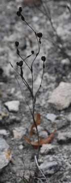 Image of Sisyrinchium zamudioi Espejo, López-Ferr. & Ceja