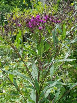 Vernonia gigantea (Walt.) Trel. ex Branner & Coville resmi