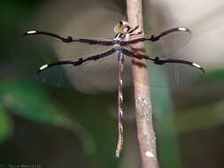 Image of Telephlebia tillyardi Campion ex Tillyard 1916