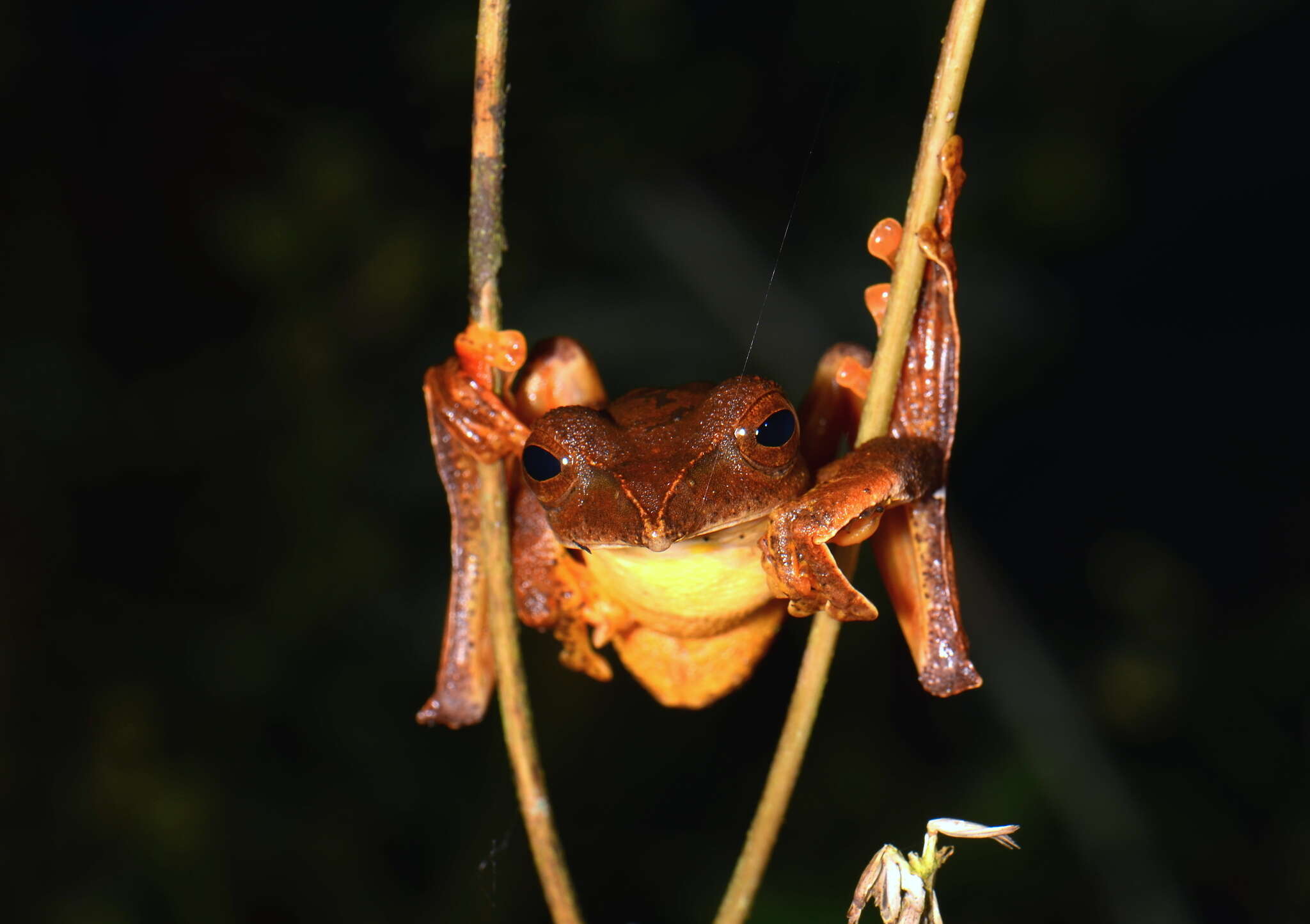 Image of Rhacophorus barisani Harvey, Pemberton & Smith 2002