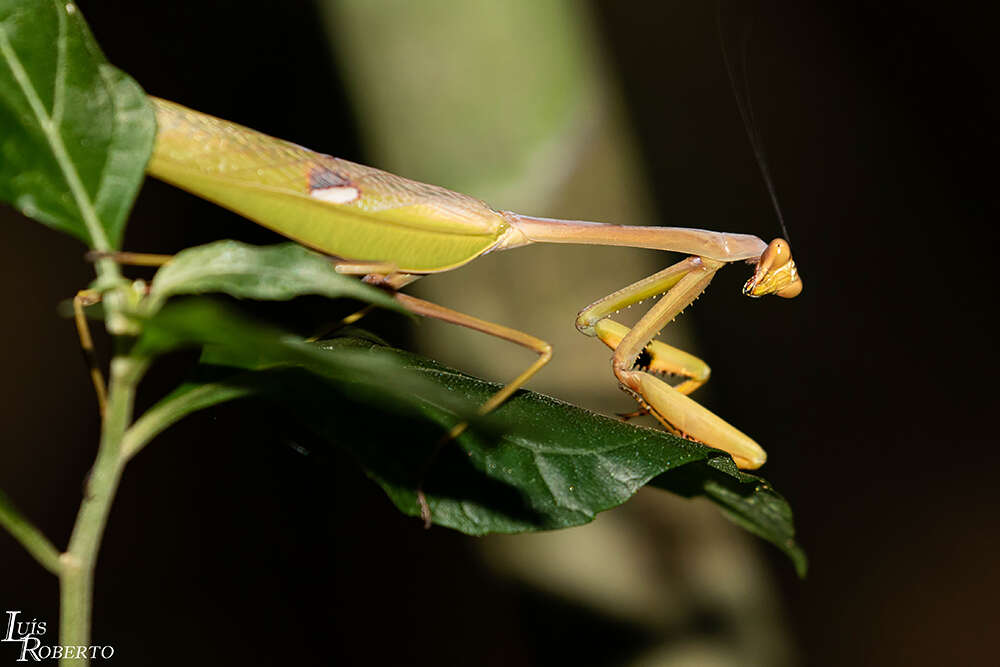 Image de Stagmatoptera praecaria Linne 1758