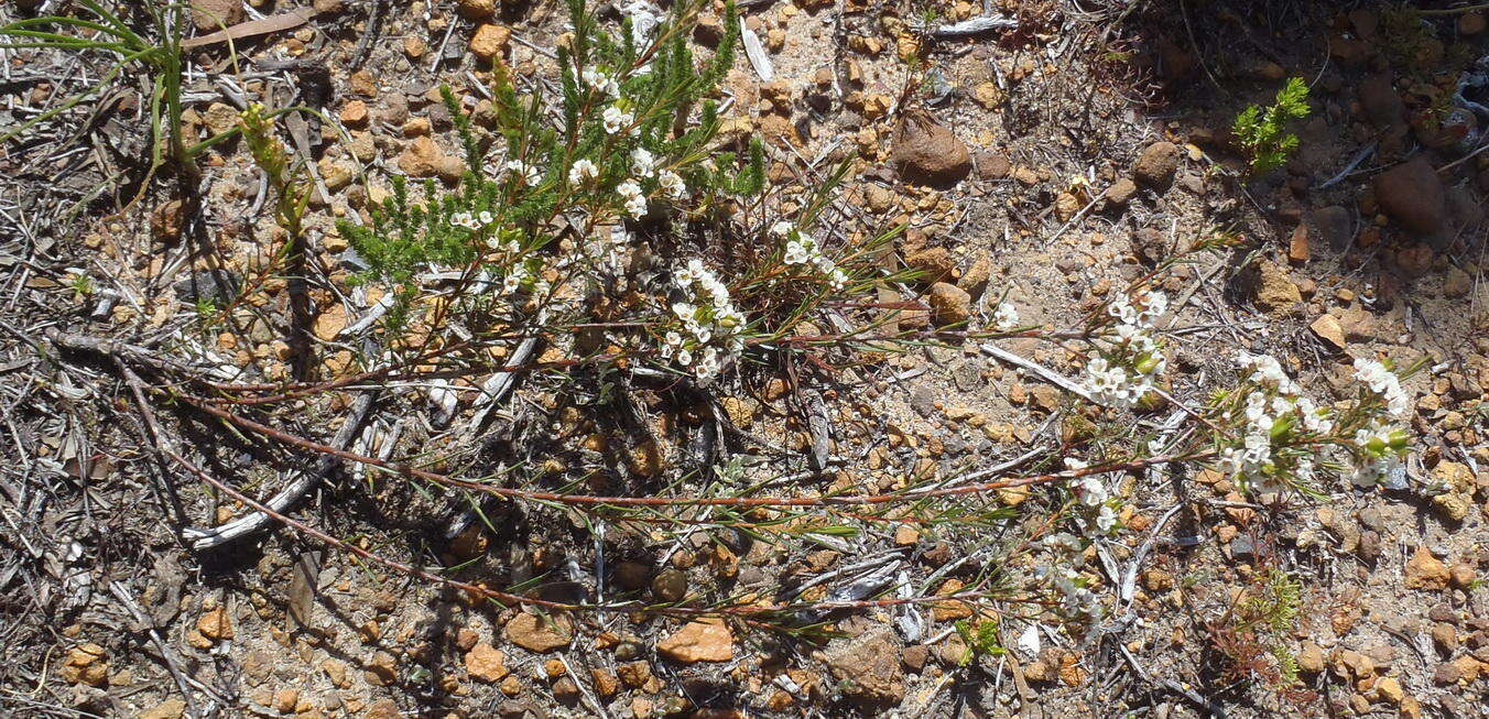 Image of Diosma hirsuta L.