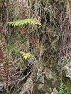 Image of dwarf netvein hollyfern