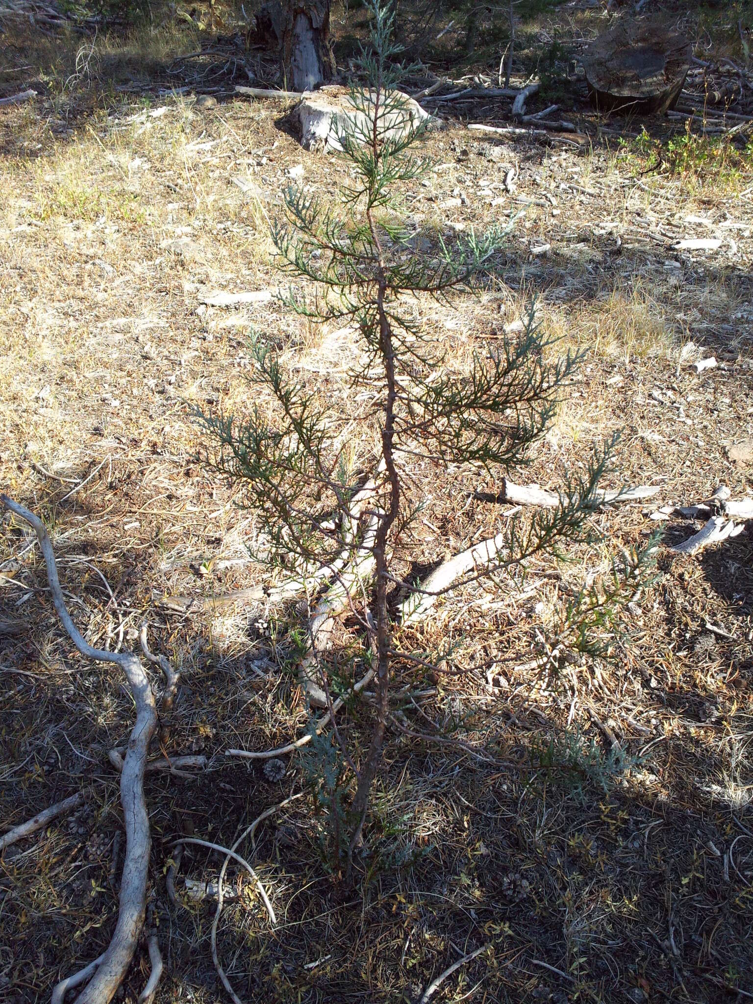 Juniperus occidentalis var. australis (Vasek) P. Lebreton & N. H. Holmgren的圖片