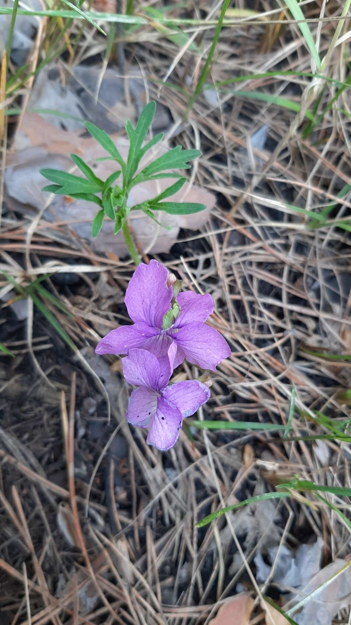 Image of Viola dissecta Ledeb.