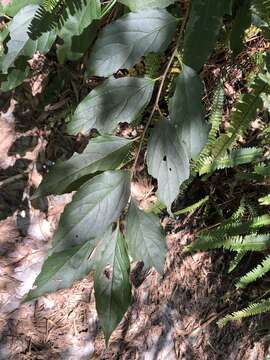 Image de Diospyros japonica Siebold & Zucc.