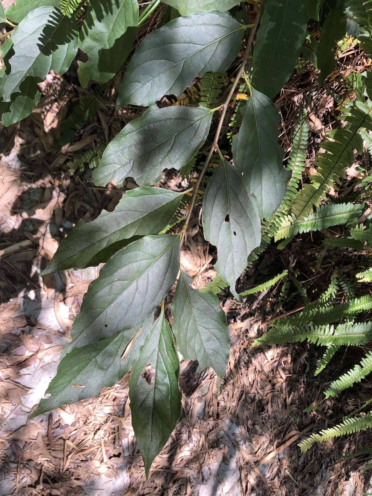 Image of Diospyros japonica Siebold & Zucc.