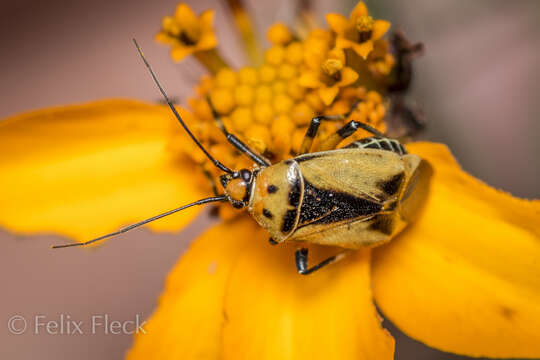 Image of Neocapsus fasciativentris (Stal 1862)