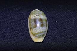 Image of mistaken cowrie