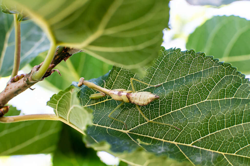 Parastagmatoptera unipunctata Burmeister 1838 resmi