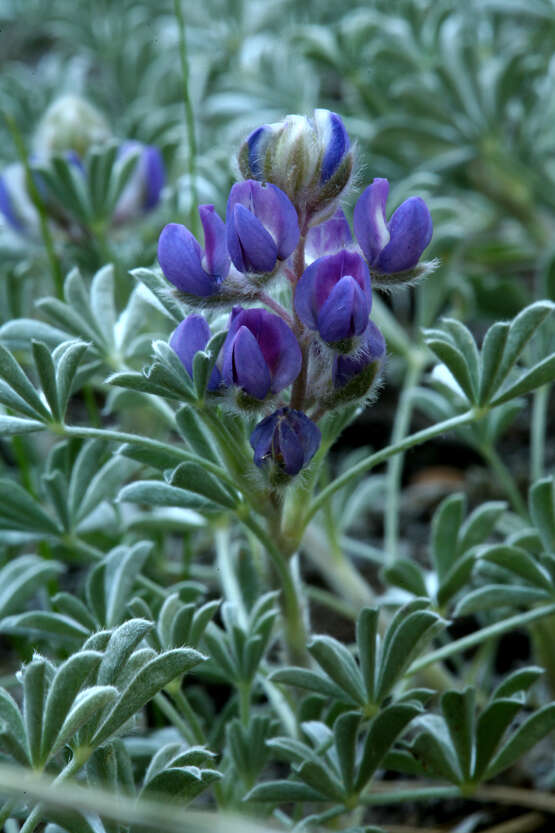 Image of Brewer's lupine