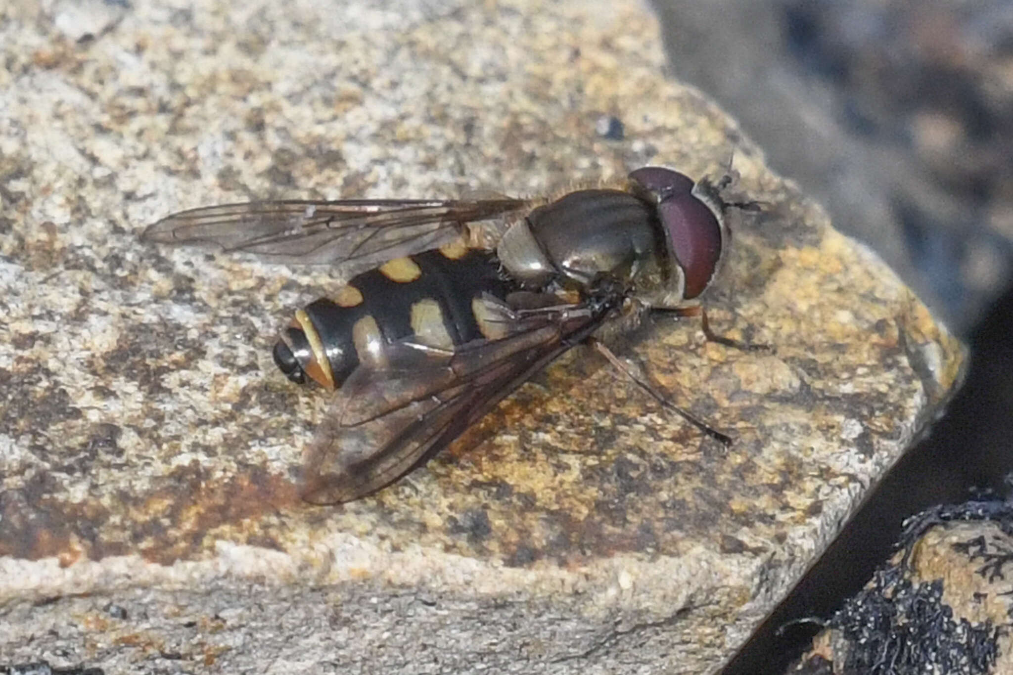 Image of Parasyrphus tarsatus (Zetterstedt 1838)