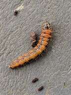 Image of Asimina webworm moth