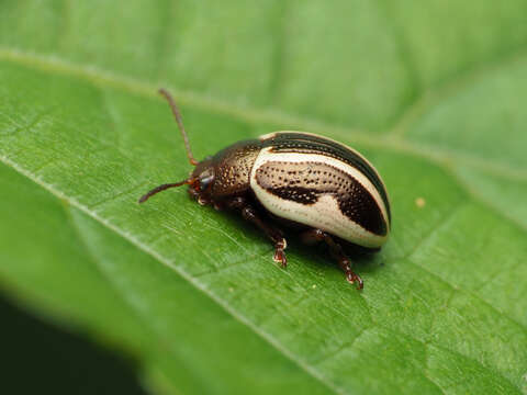 Image of Calligrapha (Bidensomela) bidenticola Brown 1945