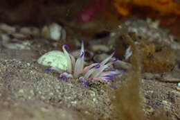 Image of Epiactis australiensis Carlgren 1950