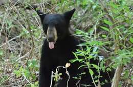 Image of Mexican Black Bear